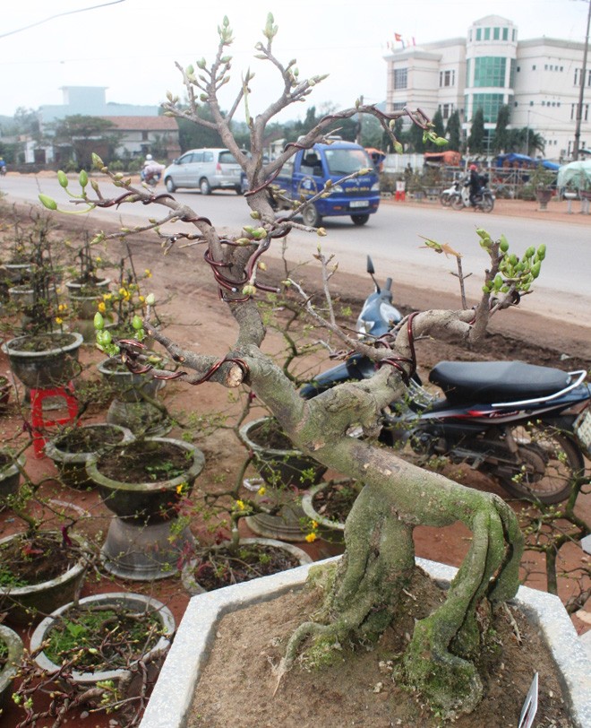 Gốc thanh mai hương cổ thụ có giá 90 triệu đồng - ảnh 7