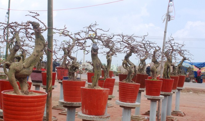 Gốc thanh mai hương cổ thụ có giá 90 triệu đồng - ảnh 8