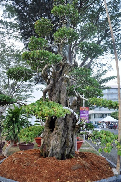 Hai cây khế “độc” được chủ nhân ra giá 7 tỷ đồng - ảnh 16