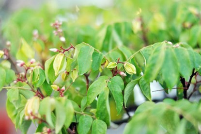 Hai cây khế “độc” được chủ nhân ra giá 7 tỷ đồng - ảnh 17