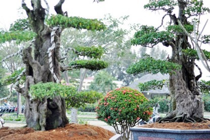 Hai cây khế “độc” được chủ nhân ra giá 7 tỷ đồng - ảnh 1