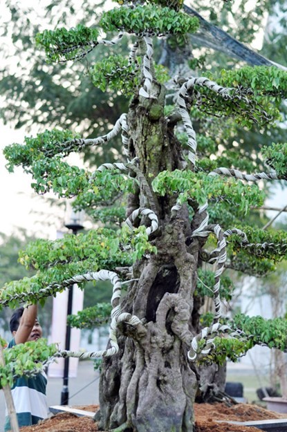 Hai cây khế “độc” được chủ nhân ra giá 7 tỷ đồng - ảnh 2