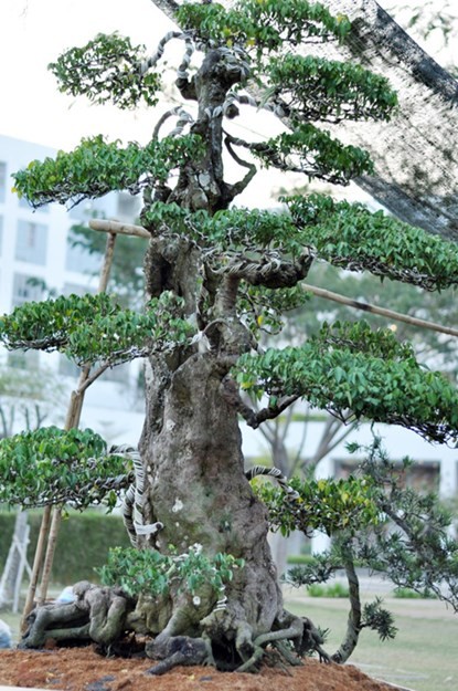 Hai cây khế “độc” được chủ nhân ra giá 7 tỷ đồng - ảnh 3