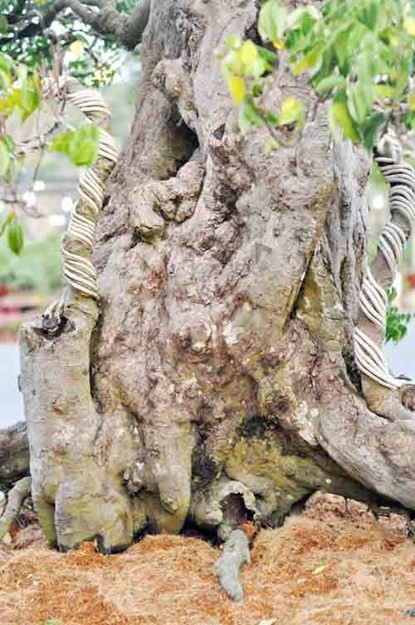 Hai cây khế “độc” được chủ nhân ra giá 7 tỷ đồng - ảnh 6