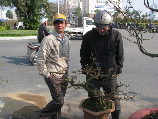 Đà Nẵng: Mai, quất vắng người mua, hoa rẻ tiền hút khách - ảnh 1