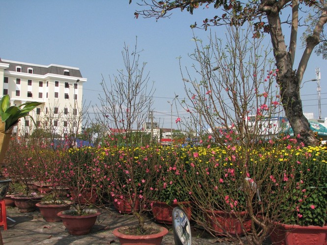 Đà Nẵng: Mai, quất vắng người mua, hoa rẻ tiền hút khách - ảnh 3