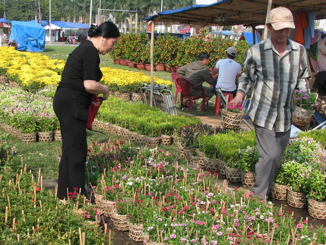 Đà Nẵng: Mai, quất vắng người mua, hoa rẻ tiền hút khách - ảnh 6