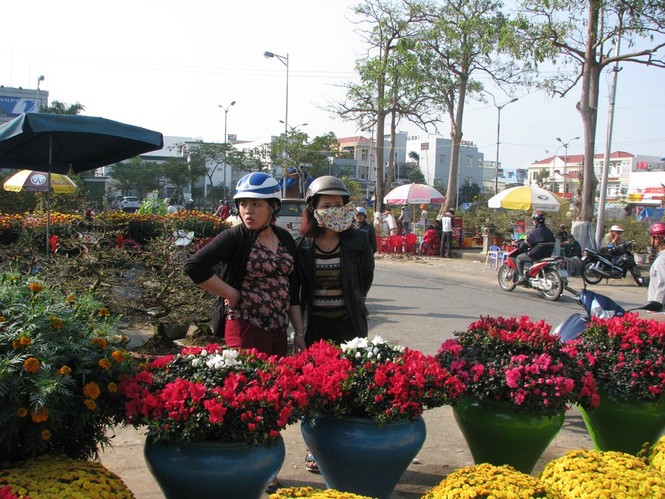 Đà Nẵng: Mai, quất vắng người mua, hoa rẻ tiền hút khách - ảnh 7