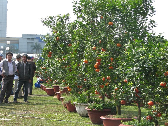 Đà Nẵng: Mai, quất vắng người mua, hoa rẻ tiền hút khách - ảnh 8