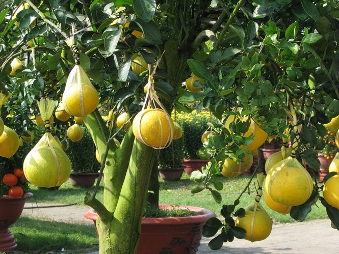 Đà Nẵng: Mai, quất vắng người mua, hoa rẻ tiền hút khách - ảnh 9