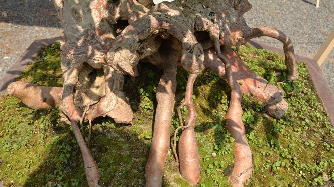 Những cây cảnh “độc và lạ” trong Hội hoa xuân 2015 - ảnh 10