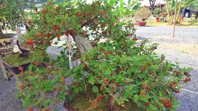 Những cây cảnh “độc và lạ” trong Hội hoa xuân 2015 - ảnh 11