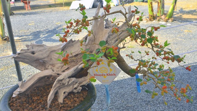 Những cây cảnh “độc và lạ” trong Hội hoa xuân 2015 - ảnh 12