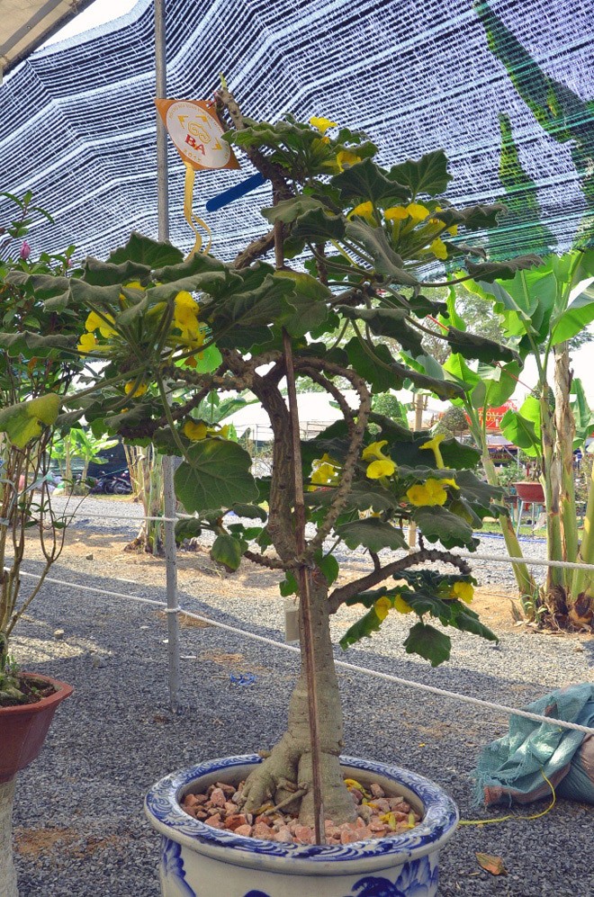 Những cây cảnh “độc và lạ” trong Hội hoa xuân 2015 - ảnh 13