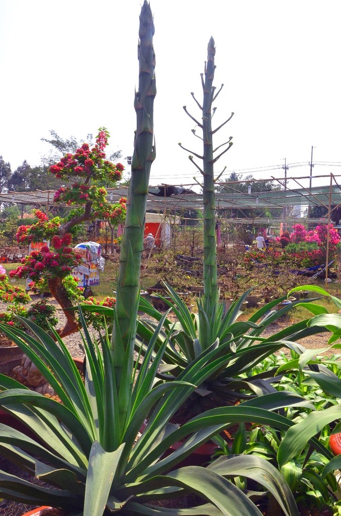 Những cây cảnh “độc và lạ” trong Hội hoa xuân 2015 - ảnh 1