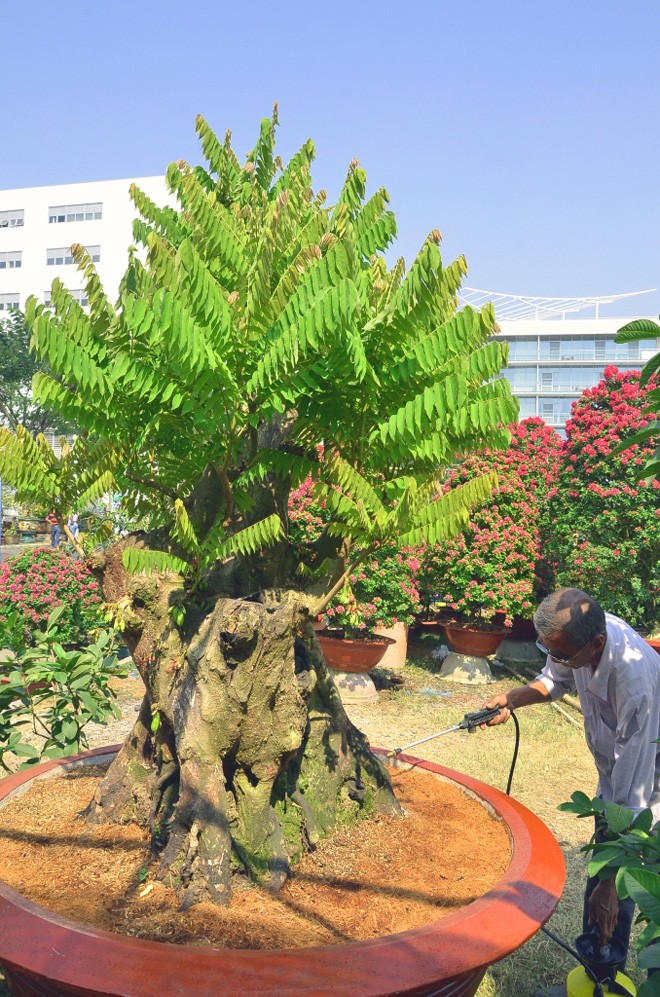 Những cây cảnh “độc và lạ” trong Hội hoa xuân 2015 - ảnh 3