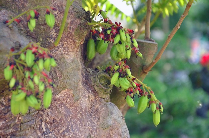 Những cây cảnh “độc và lạ” trong Hội hoa xuân 2015 - ảnh 4