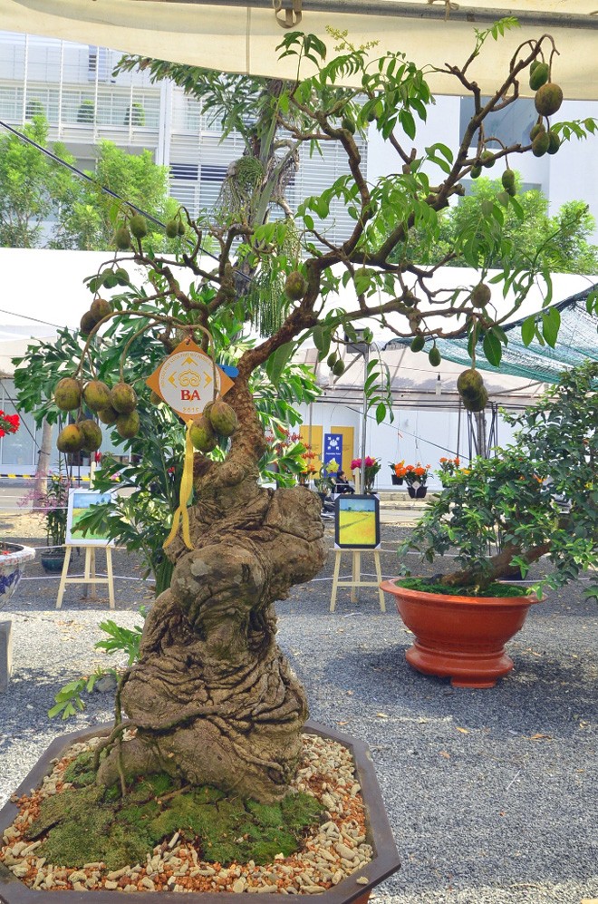 Những cây cảnh “độc và lạ” trong Hội hoa xuân 2015 - ảnh 6