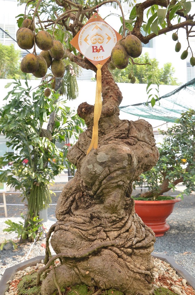 Những cây cảnh “độc và lạ” trong Hội hoa xuân 2015 - ảnh 7