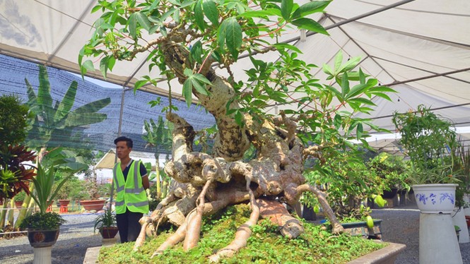 Những cây cảnh “độc và lạ” trong Hội hoa xuân 2015 - ảnh 8