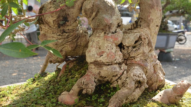 Những cây cảnh “độc và lạ” trong Hội hoa xuân 2015 - ảnh 9