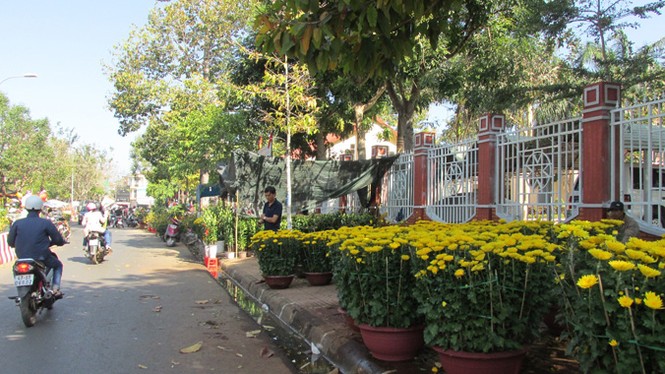Buôn Ma Thuột: Hoa giảm giá thê thảm vẫn vắng khách mua - ảnh 2