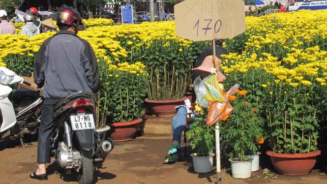 Buôn Ma Thuột: Hoa giảm giá thê thảm vẫn vắng khách mua - ảnh 3