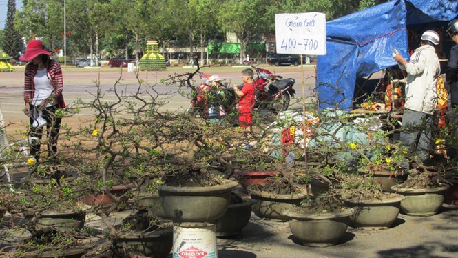 Buôn Ma Thuột: Hoa giảm giá thê thảm vẫn vắng khách mua - ảnh 5