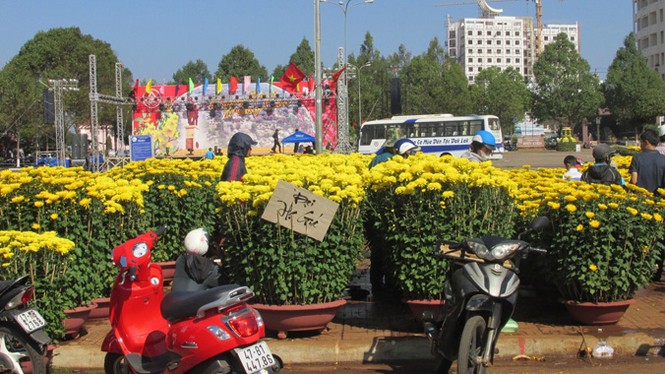 Buôn Ma Thuột: Hoa giảm giá thê thảm vẫn vắng khách mua - ảnh 6