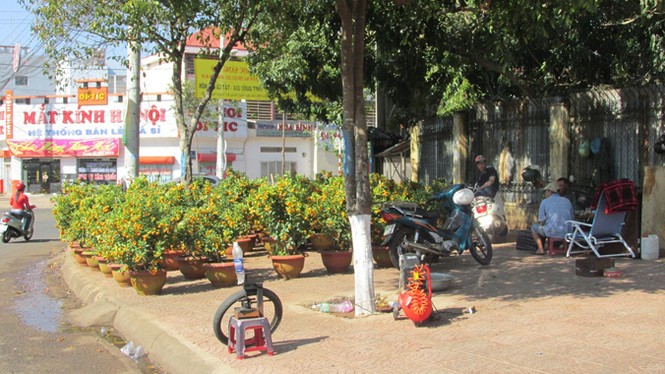 Buôn Ma Thuột: Hoa giảm giá thê thảm vẫn vắng khách mua - ảnh 11