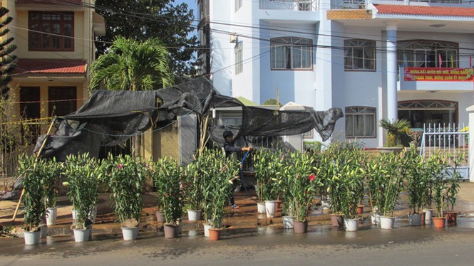 Buôn Ma Thuột: Hoa giảm giá thê thảm vẫn vắng khách mua - ảnh 10