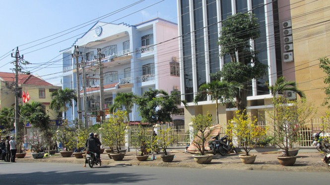 Buôn Ma Thuột: Hoa giảm giá thê thảm vẫn vắng khách mua - ảnh 12