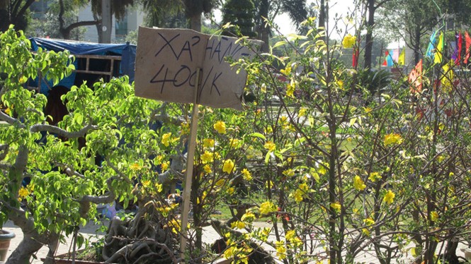 Buôn Ma Thuột: Hoa giảm giá thê thảm vẫn vắng khách mua - ảnh 13