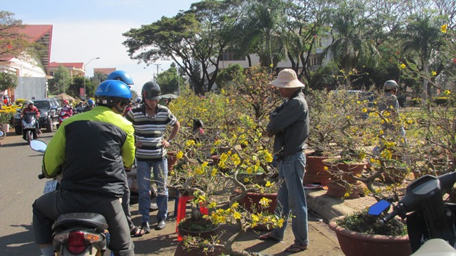 Buôn Ma Thuột: Hoa giảm giá thê thảm vẫn vắng khách mua - ảnh 15