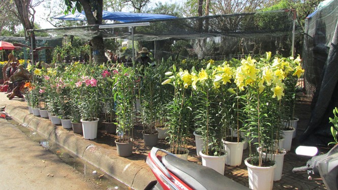 Buôn Ma Thuột: Hoa giảm giá thê thảm vẫn vắng khách mua - ảnh 16