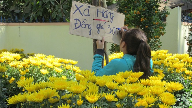 Buôn Ma Thuột: Hoa giảm giá thê thảm vẫn vắng khách mua - ảnh 17