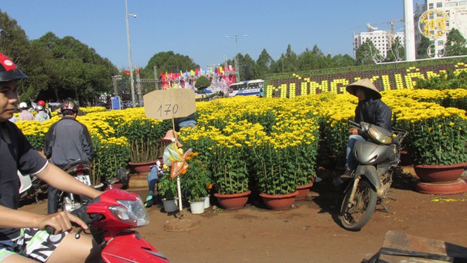 Buôn Ma Thuột: Hoa giảm giá thê thảm vẫn vắng khách mua - ảnh 18