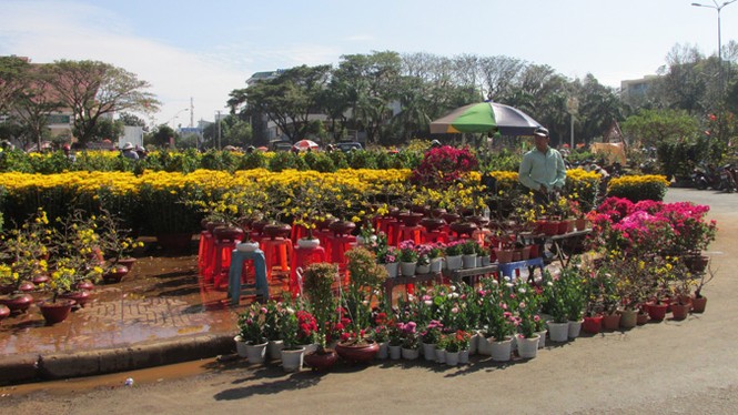 Buôn Ma Thuột: Hoa giảm giá thê thảm vẫn vắng khách mua - ảnh 19