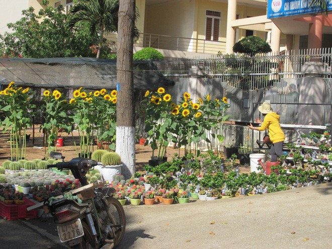 Buôn Ma Thuột: Hoa giảm giá thê thảm vẫn vắng khách mua - ảnh 20
