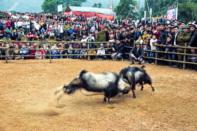 Nhìn gần các lễ hội chọi dê siêu độc ở Việt Nam - ảnh 7