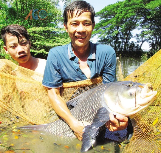Kiếm tiền khủng nhờ 'quái ngư' trong ao nhà - ảnh 1