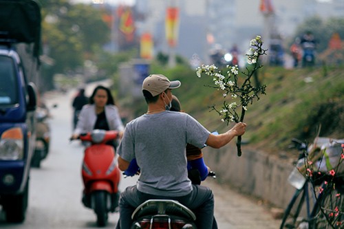 Người dân Thủ đô thích thú chơi hoa lê sau Tết - ảnh 12