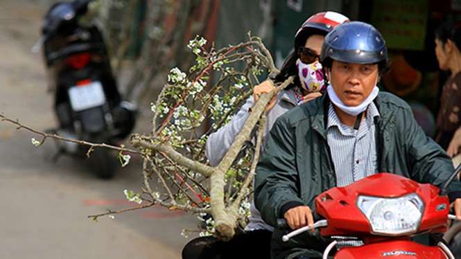 Người dân Thủ đô thích thú chơi hoa lê sau Tết - ảnh 14