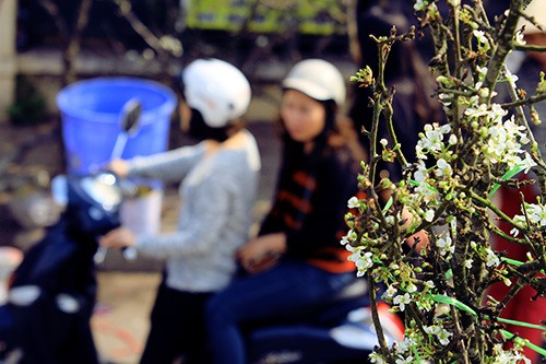 Người dân Thủ đô thích thú chơi hoa lê sau Tết - ảnh 15