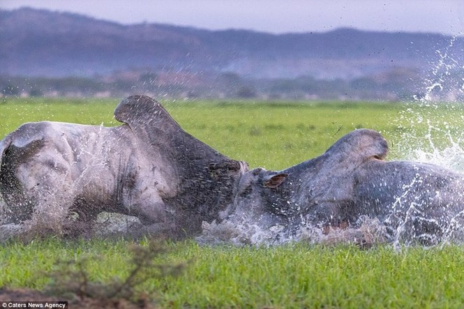 Bò rừng quyết chiến dữ dội giành bạn tình - ảnh 5