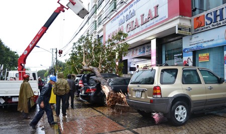 Gia Lai: Cây xanh bật gốc đổ đè 3 ô tô - ảnh 1