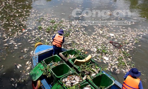 Lộ nguyên nhân cá chết hàng loạt trên kênh Nhiêu Lộc - ảnh 2