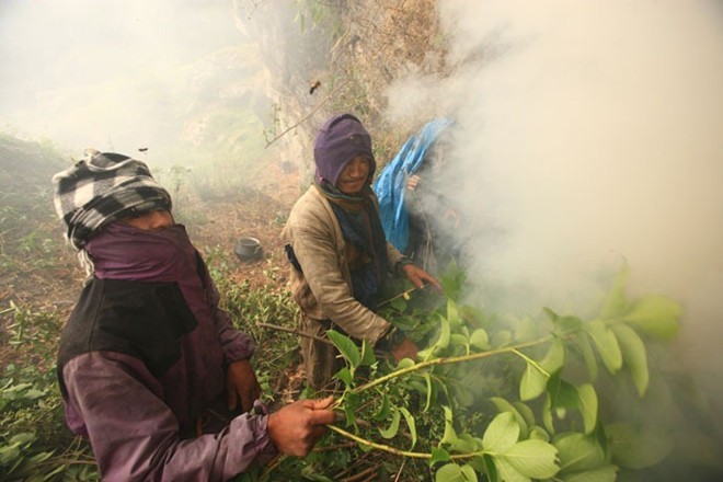 Mục kích thợ săn đu dây trên vách núi để lấy mật ong - ảnh 4