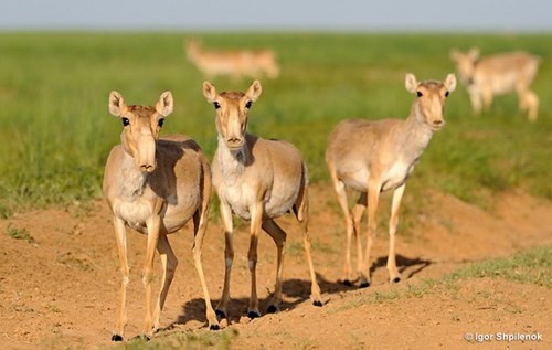 Linh dương Saiga chết hàng loạt đầy bí ẩn - ảnh 1