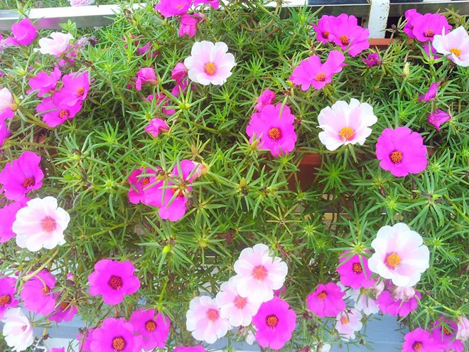 Ngôi nhà đẹp rực rỡ với hoa mười giờ - ảnh 10